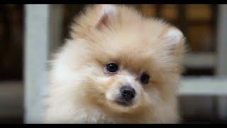 List Of Top 10 Most Cutest Dog Breeds In The World 2020 