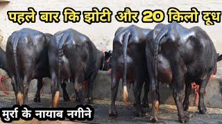 For sale,,20 kg milk@top Quality@Murrha buffalo at a daily farm,jind,Randeep Malik sir,,