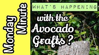 Monday Minute- Avocado Top Work Project Update