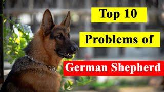 Top 10 Problems of German Shepherd in Hindi - GSD Problem