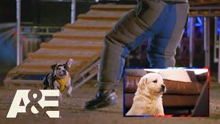 Puppies React to Top Dog Highlights | America's Top Dog (Season 1) | A&E