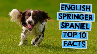 English Springer Spaniel - TOP 10 Interesting Facts