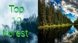 Top 10 Forest In The world // Top 10 Forest in India  // Nature Of Beautiful