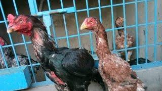 Top Quality Pakistani Breed Aseel Hen Roster Farm