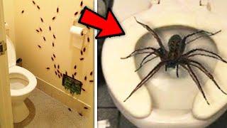 Top 10 GROSSEST INFESTATIONS on Camera!