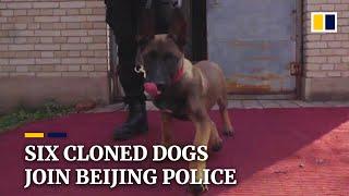 Cloned dogs join Beijing police force
