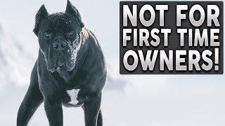 Top 10 Guard Dog Breeds NOT For First Time Owners!