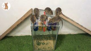 Homemade mouse traps from glass bottles / Best rice husk traps / Top water mouse traps