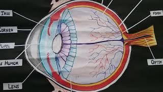 Top 3 project on structure of human eye, contact process of sulphuric acid and preparation of phosph