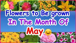 Top 10 Flowers to grow in May Month| Summers Flowers  |मई महीने में उगाए जाने वाले फूल| Hindi |V106