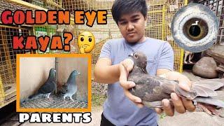 GOLDEN EYE DIN KAYA ANG ANAK NI JAN AARDEN? 