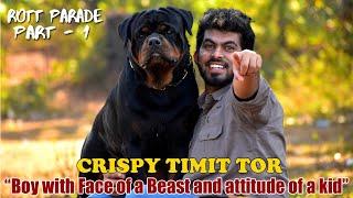 CRISPY TIMIT TOR || Rott Parade : PART 1 || Top Leading Rottweilers in INDIA