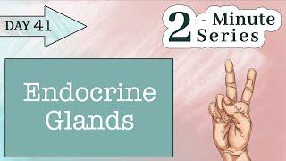 2 Minute Series - Endocrine Glands