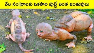 Top 10 Animals That one in Millions | BMC Facts | Telugu | Interesting facts | Facts