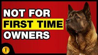 TOP 10 DOGS NOT FOR FIRST TIME OWNERS