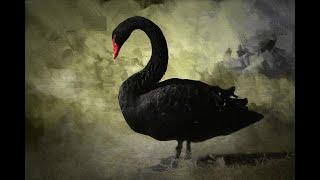 Top 10 Black Swan Events That could Crash The Market in 2020