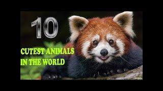 World's Top 10 Cutest Animals | Genuine Ranking