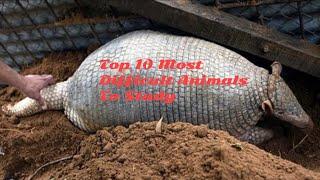 Top 10 Most Difficult Animals To Study