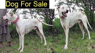 Amazing Bully Dog For Sale/Top Quality Pakistani Bully dog For Sale/ Big Dog Biggest Bully Dog 2020