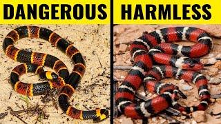 10 Most Dangerous Snakes