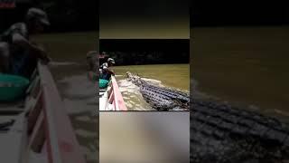 Man feeding a huge wild crocodile 