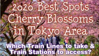 2020 Cherry Blossoms: Top Places in Tokyo Area