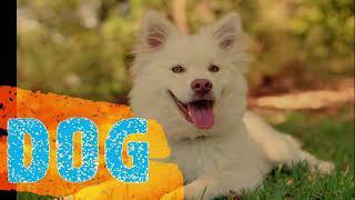 Learn Domestic Animals for Toddlers Play Group & Nursery Kids| Top 10 Domestic Animals for Kids |