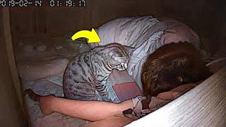 Guy Suspected His Cat and Installed a Camera. Here's What He Saw...