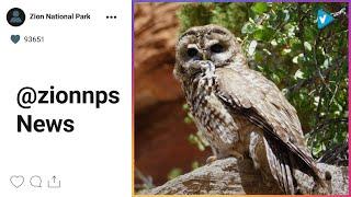 #Zion National Park News: It's #SuperbOwl weekend! Zion has documented several species of owl in the