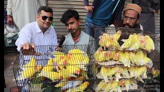Birds Market Lalukhait Sunday Video Latest Update 5-1-2020 in Urdu/Hindi.
