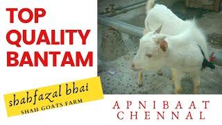 Top Quality Bantam 10 month For Sale  #shahfazal bhai 9892908992