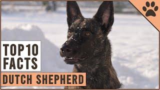 Dutch Shepherd - Top 10 Facts