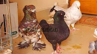 top 10 pigeon | best fancy pigeon collection | indian Fancy kabootar | kabootar ki video