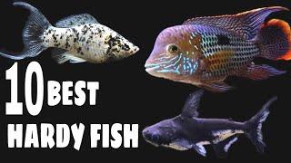 10 Best Hardy Fish For Aquarium