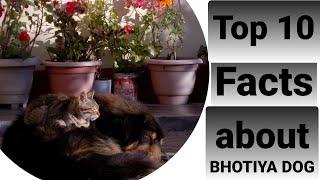TOP 10 FACTS ABOUT BHOTIYA DOG| complete information on behaviour  and temperament of bhotiya dog