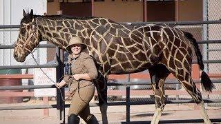 7 Caballos Con Manchas Más Hermosas Del Mundo