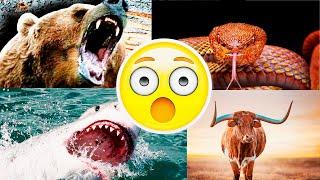 TOP 10 ANIMAL ATTACKS YOU DON´T WANT TO EXPERIENCE