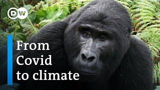 Can Africa's forests help save the world? | DW Documentary