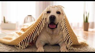 TOP 10 dog barking videos compilation  - Funny dogs Pet Sense