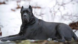 Top 10 Furious Dog Breeds | Dogmal