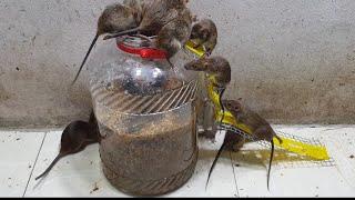 Homemade mouse traps from glass bottles / Best rice husk traps / Top water mouse traps