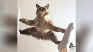 It's TIME for SUPER LAUGH! - Best FUNNY CAT videos