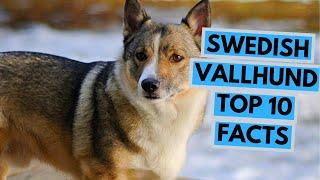 Swedish Vallhund - TOP 10 Interesting Facts