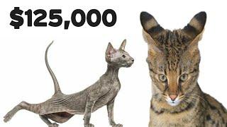 Top 10 Most Expensive Cats Breeds In The World 2020