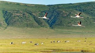 Ngorongoro Crater & Conservation Area, Tanzania in 4K Ultra HD