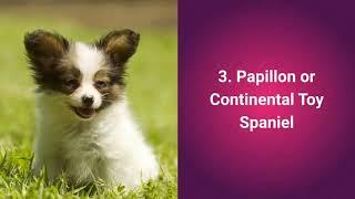 Top 10 cute breeds dogs in the word