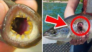 These Animals Cause Serious Damage
