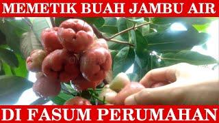 Memetik Buah Jambu Air di Fasum Perumahan
