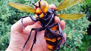 12 MOST DANGEROUS INSECTS EVER IN THE WORLD