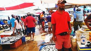 Full Tour Of Negombo Fish Market | Fish Markets Sri Lanka